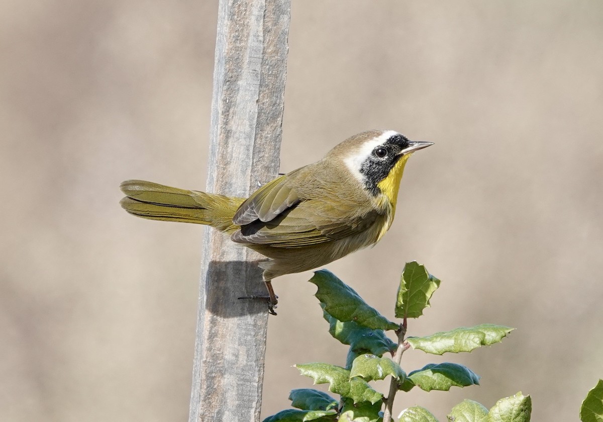 Common Yellowthroat - ML646330199
