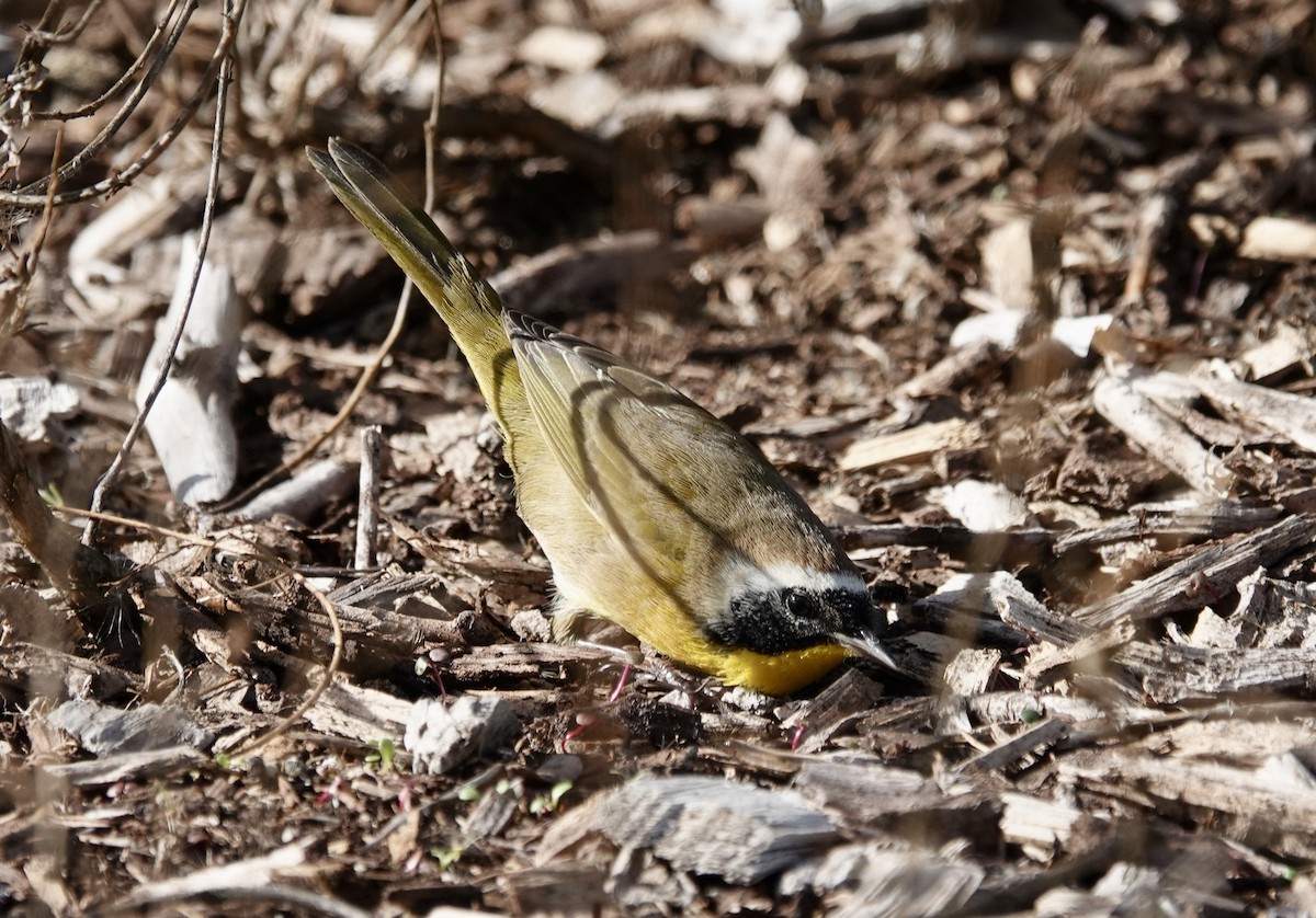 Common Yellowthroat - ML646330200