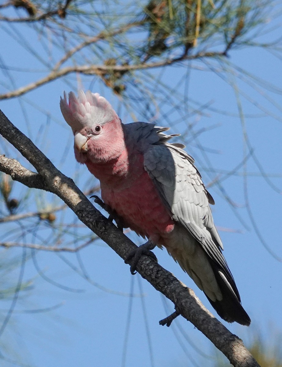 Galah - ML646330202