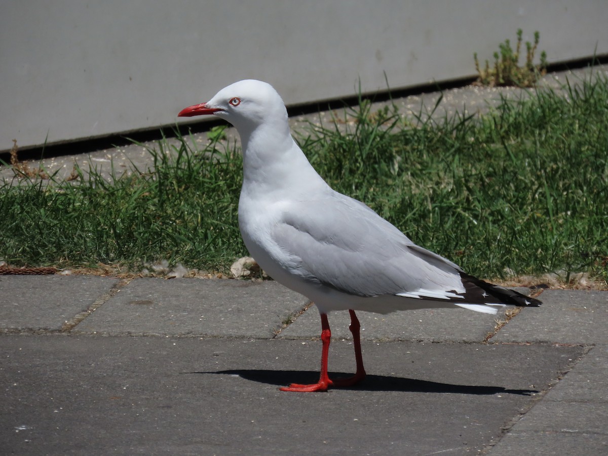 ギンカモメ - ML646330203