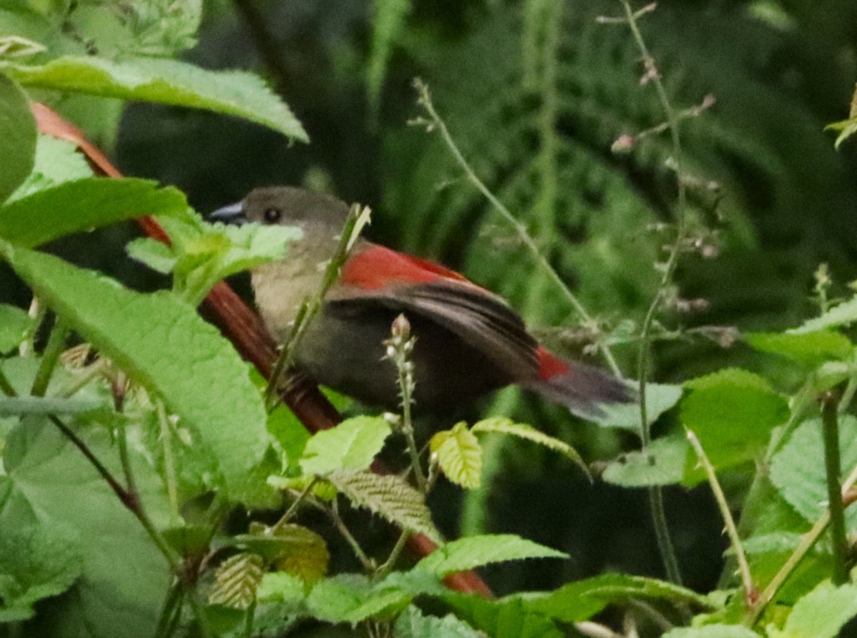 Abyssinian Crimsonwing - ML646330204