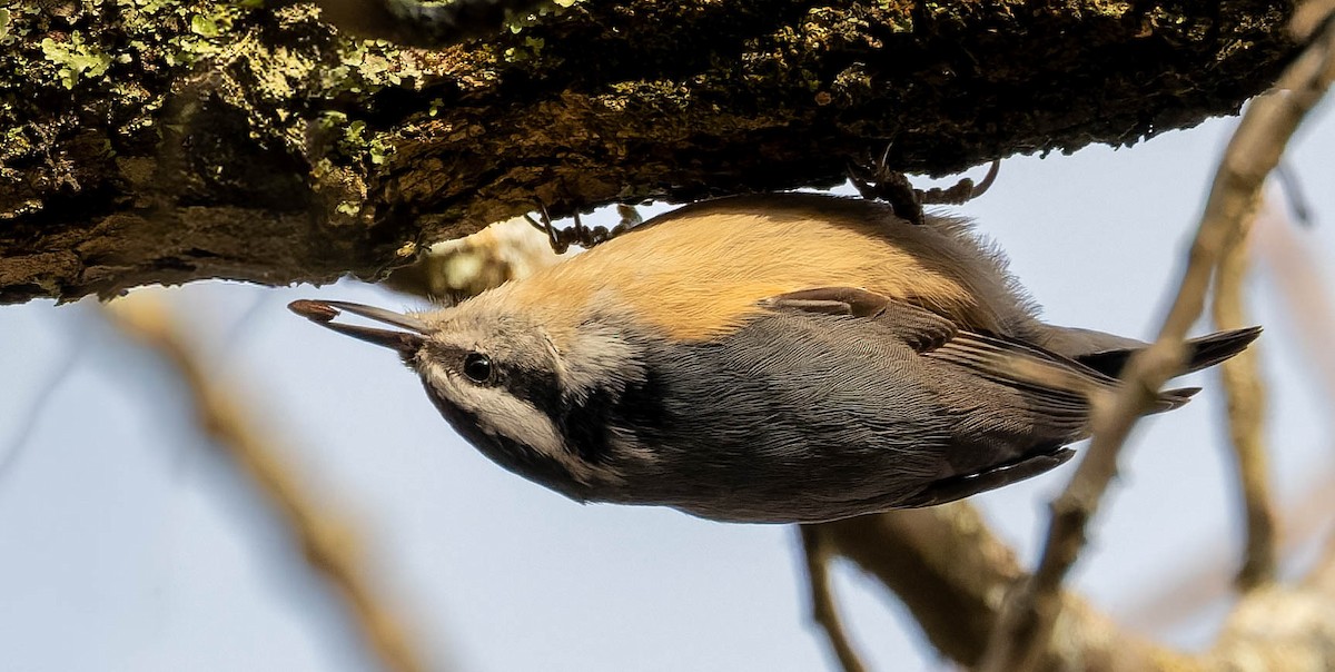 Red-breasted Nuthatch - ML646330206