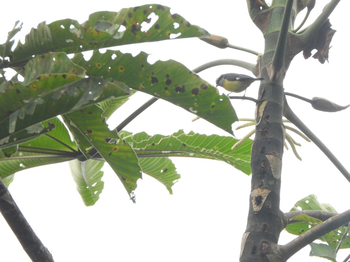 Bananaquit - ML646330209