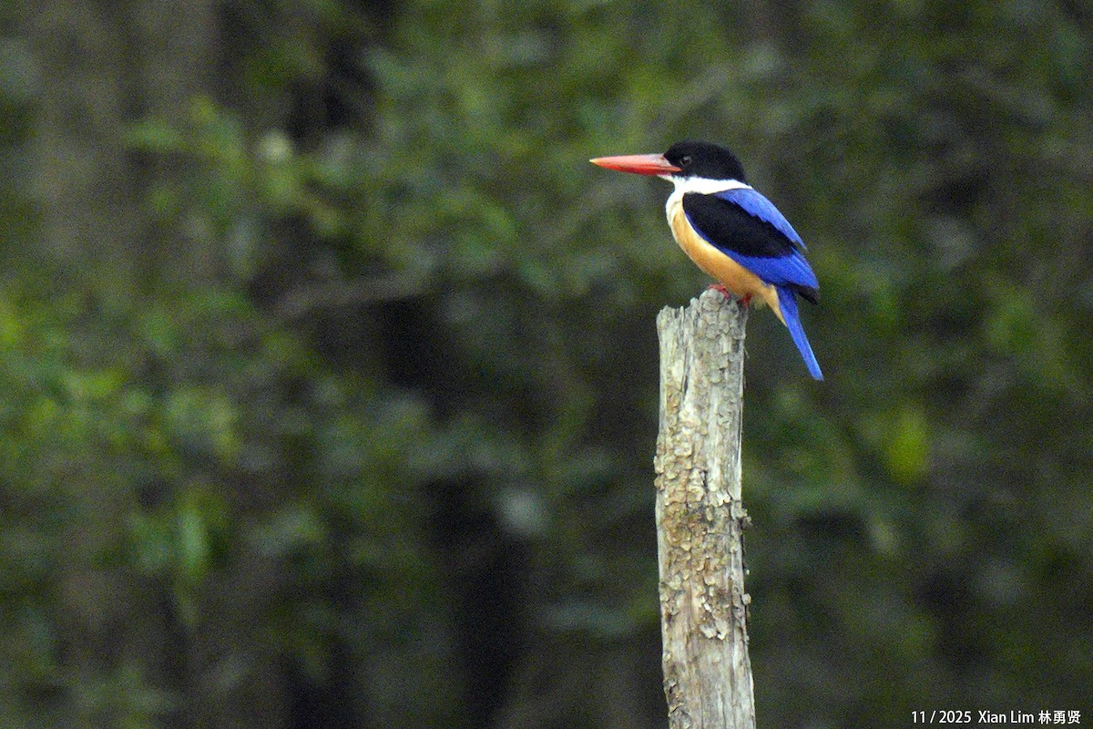 Black-capped Kingfisher - ML646330212