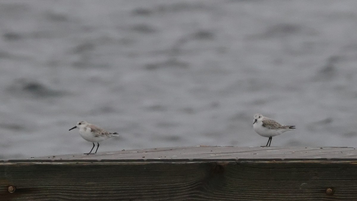 jespák písečný - ML646330213