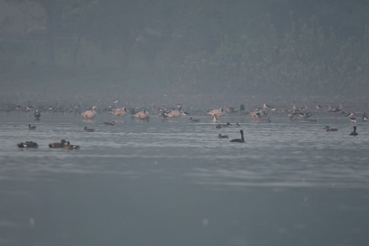 Oie à tête barrée - ML646330214