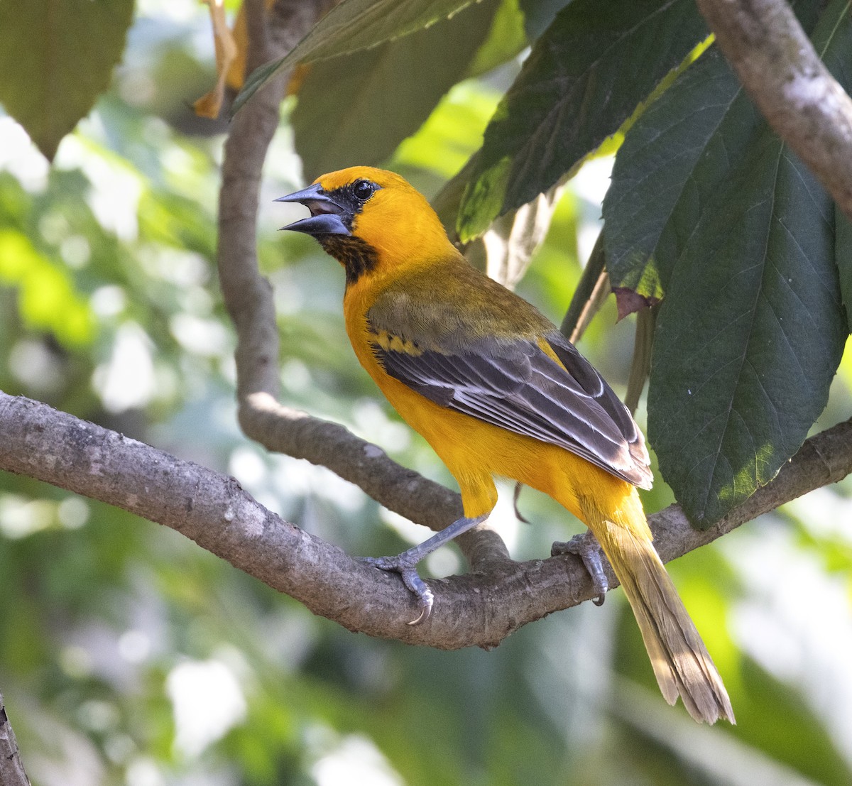 Altamira Oriole - ML646330218