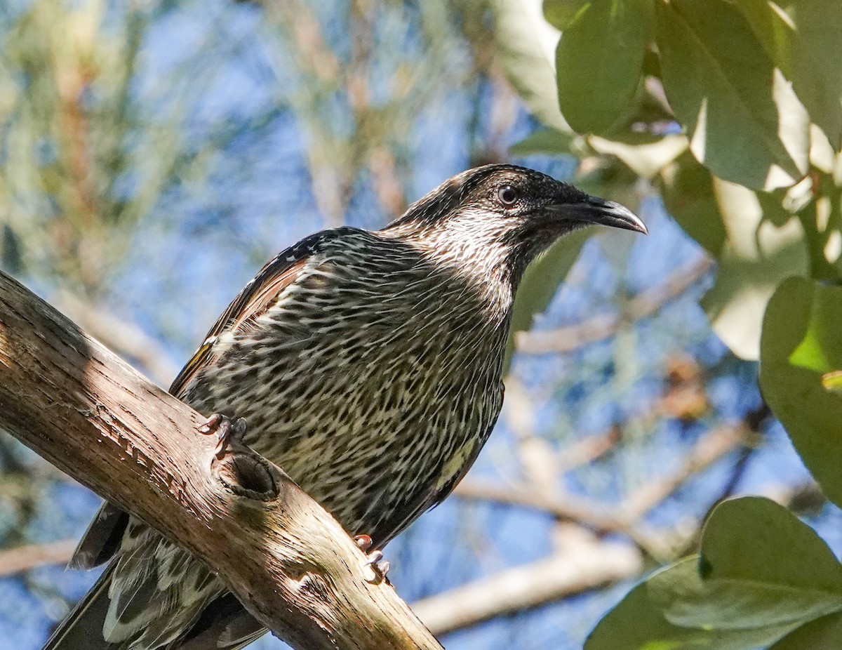 Little Wattlebird - ML646330219