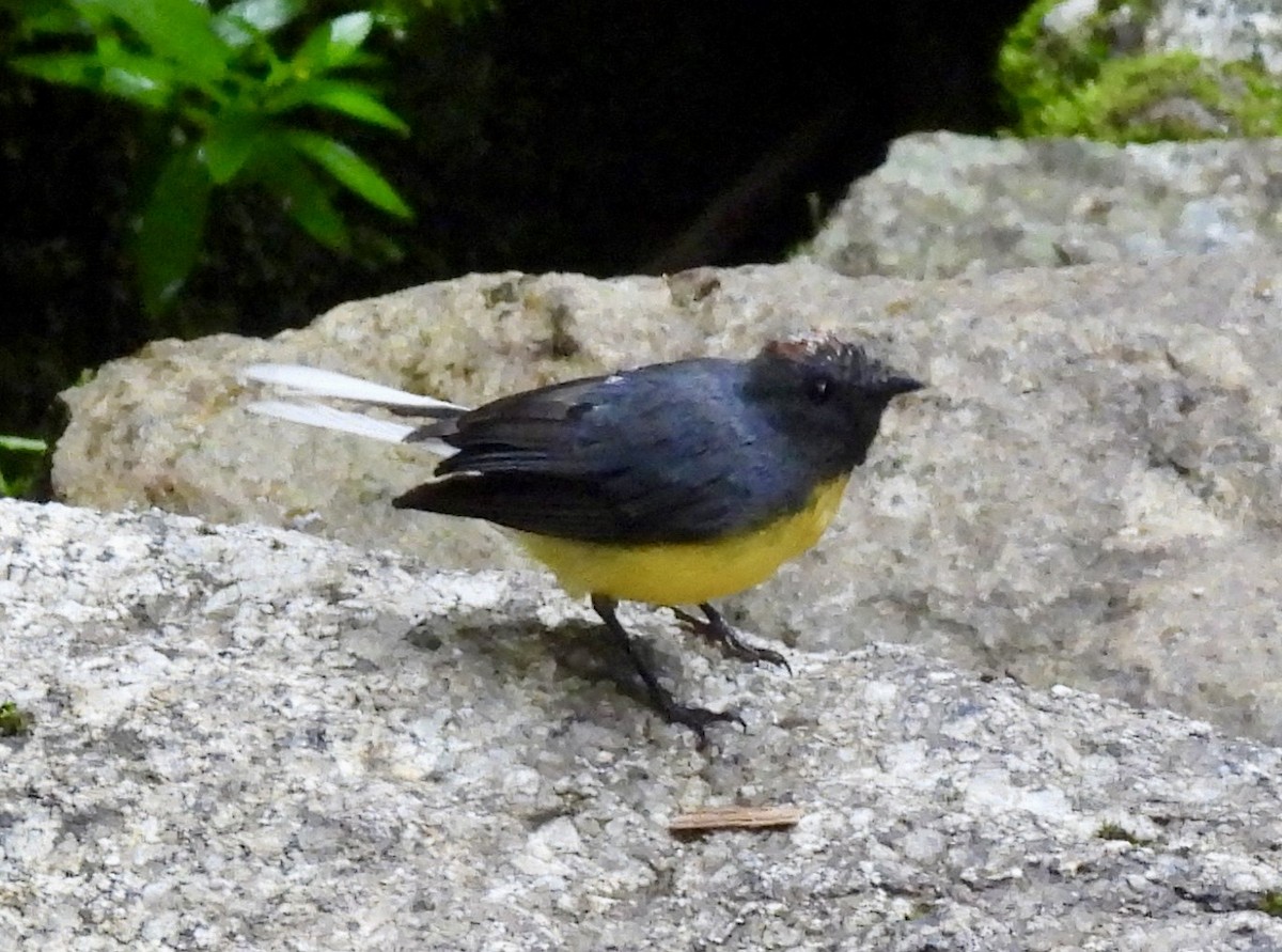 Slate-throated Redstart - ML646330220