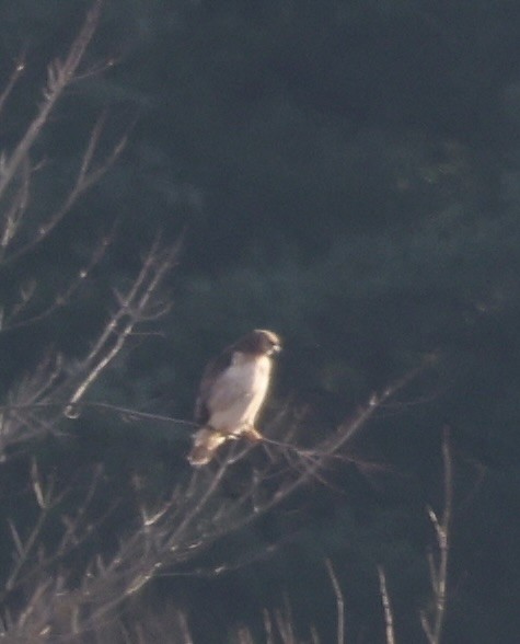 Red-tailed Hawk - ML646330223