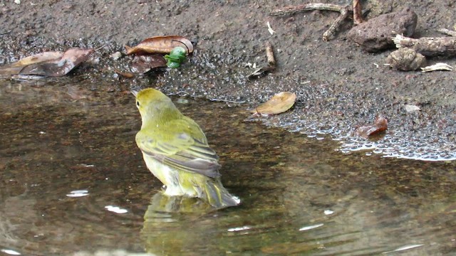 Mangrove Yellow Warbler (Galapagos) - ML646330224