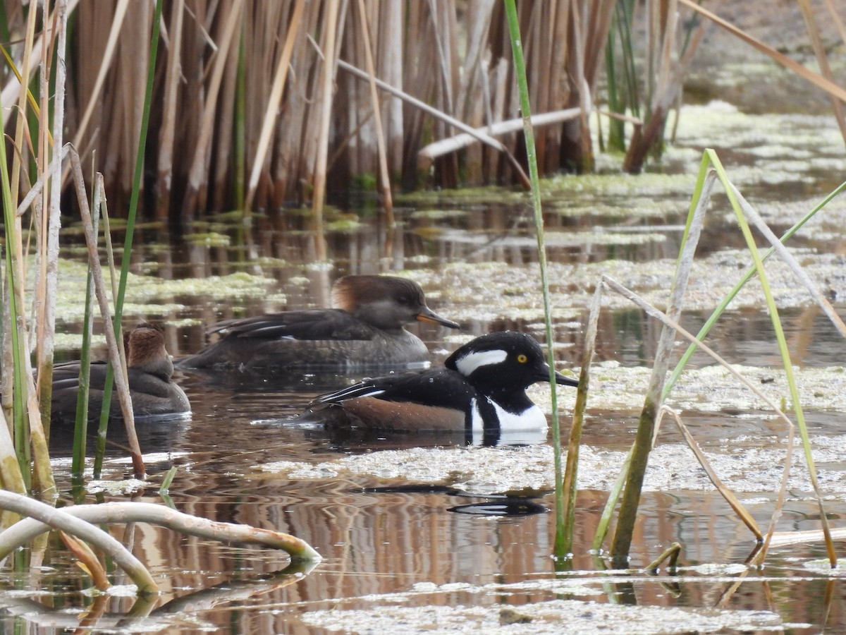 morčák chocholatý - ML646330225