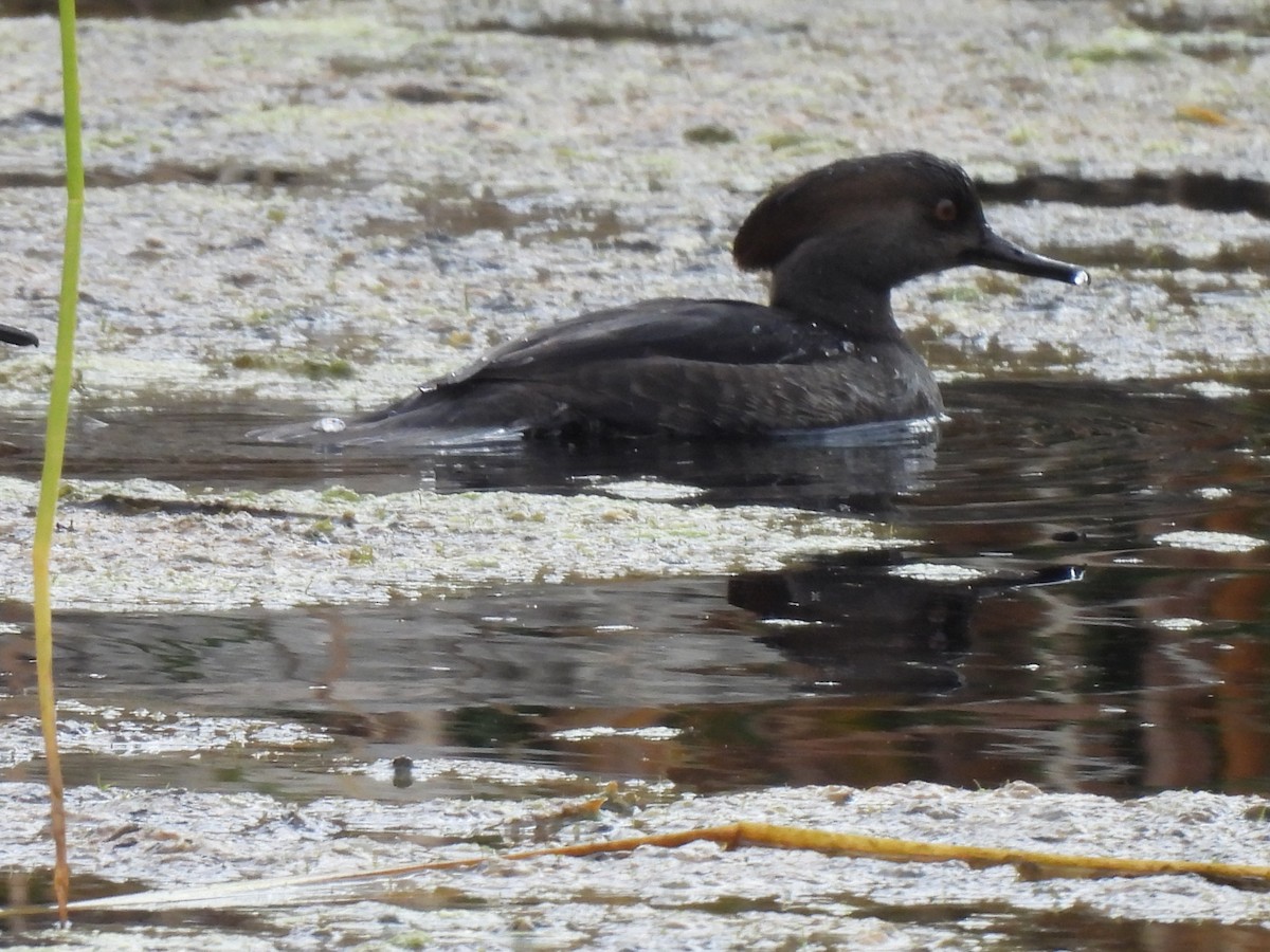 morčák chocholatý - ML646330226