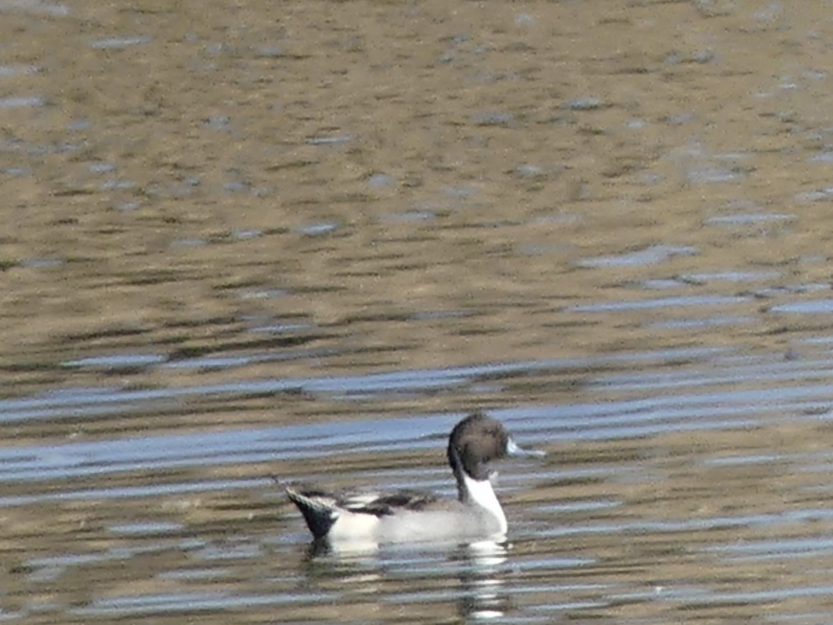 Northern Pintail - ML646330227