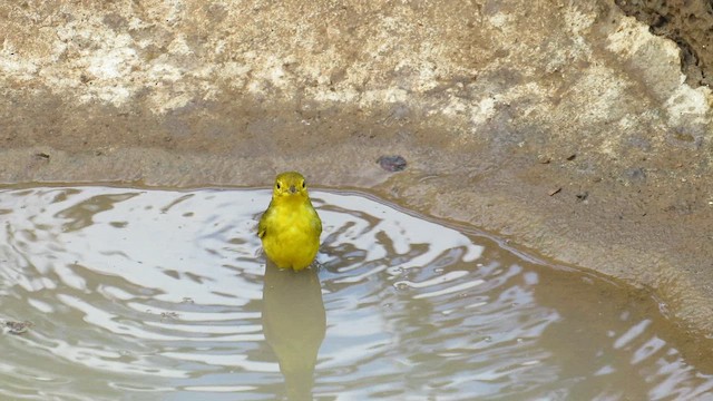 Mangrove Yellow Warbler (Galapagos) - ML646330228