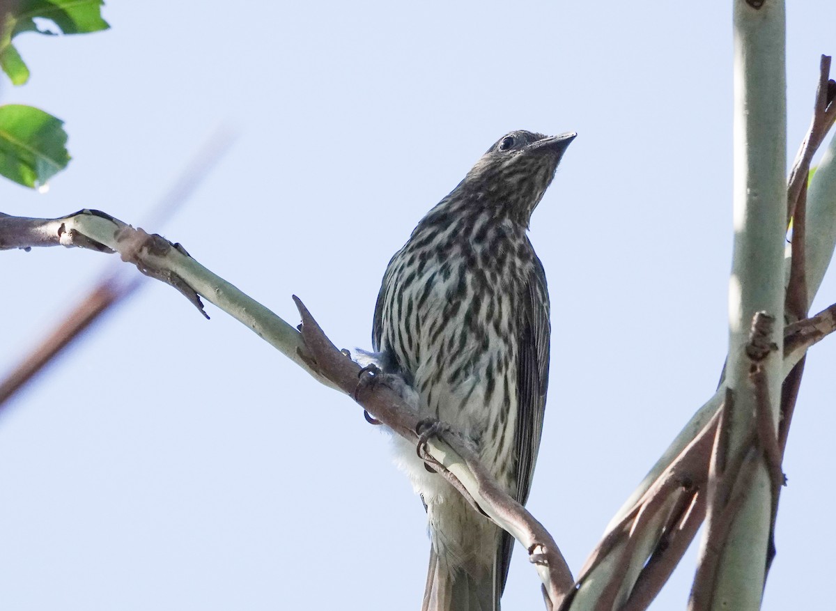 Australasian Figbird - ML646330231