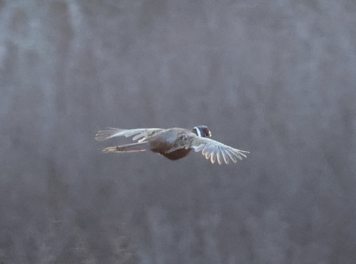 コウライキジ - ML646330232