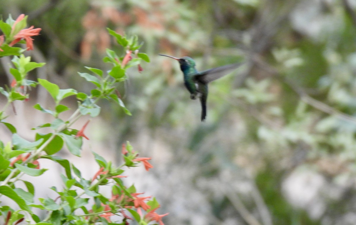 kolibřík širokozobý - ML646330233