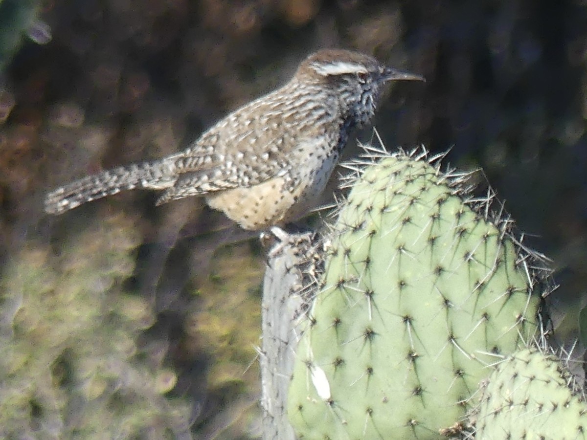 Cactus Wren - ML646330246