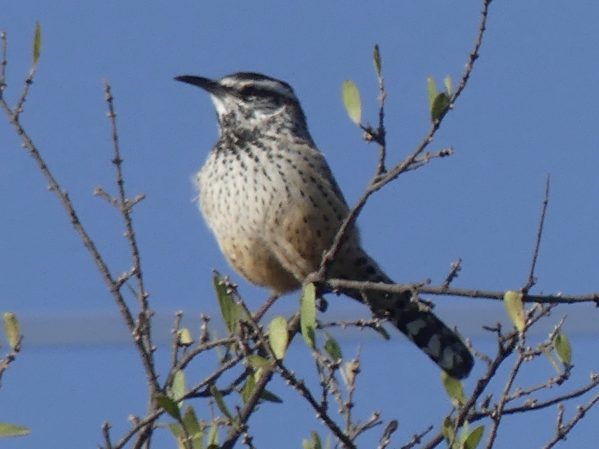Cactus Wren - ML646330247