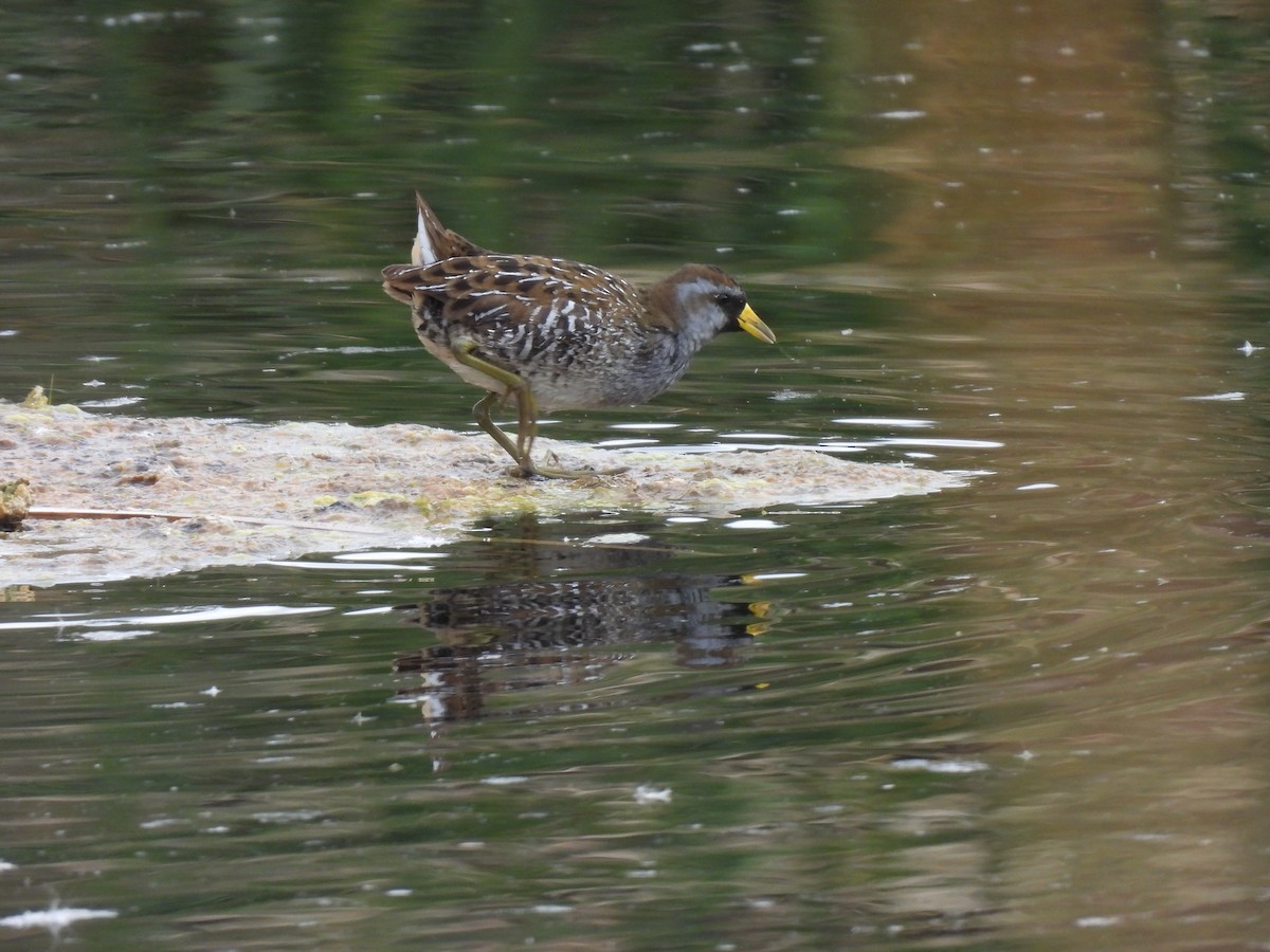chřástal karolínský - ML646330248
