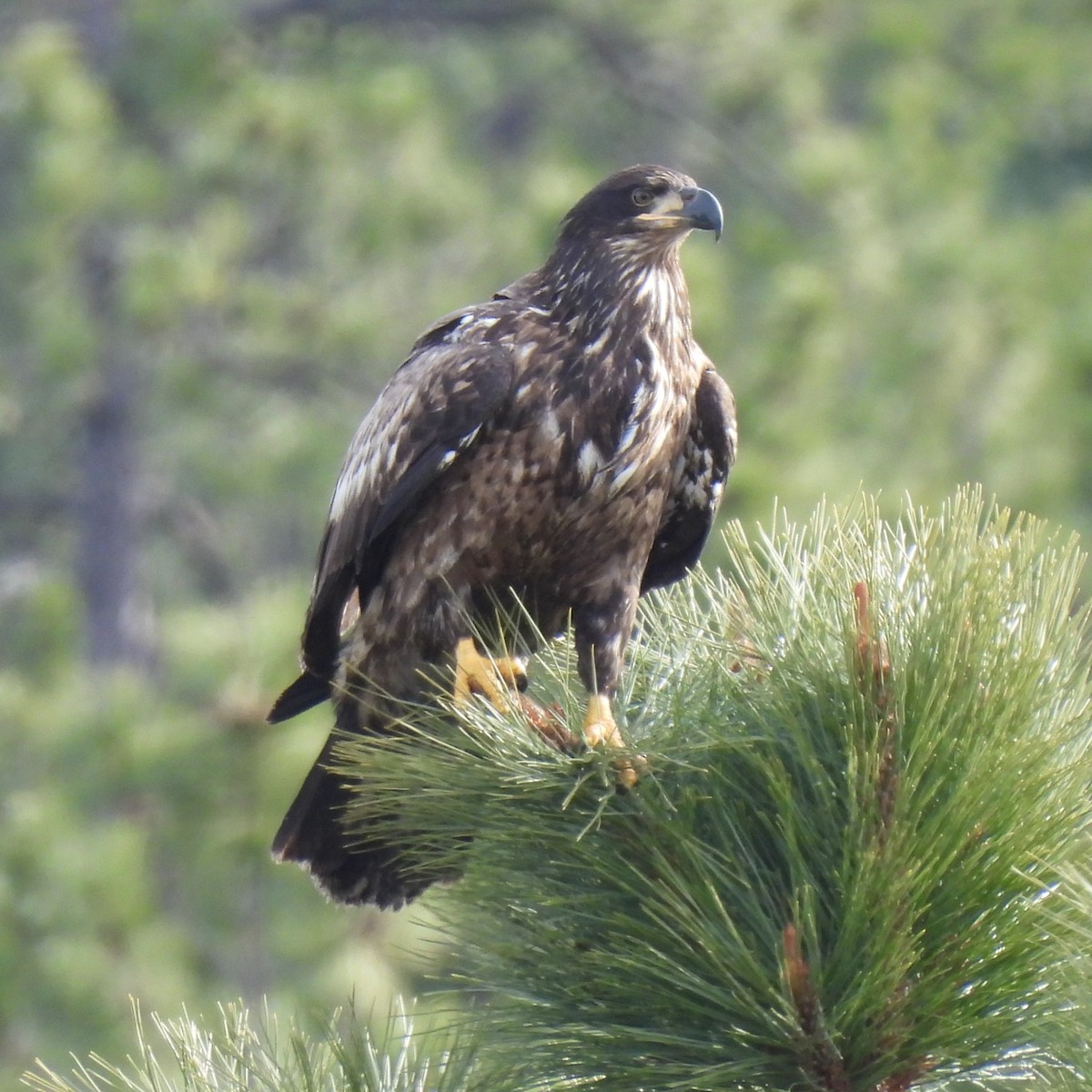 Bald Eagle - ML646330251