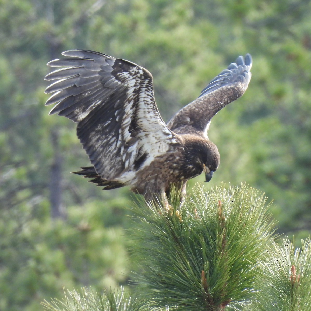 Bald Eagle - ML646330252