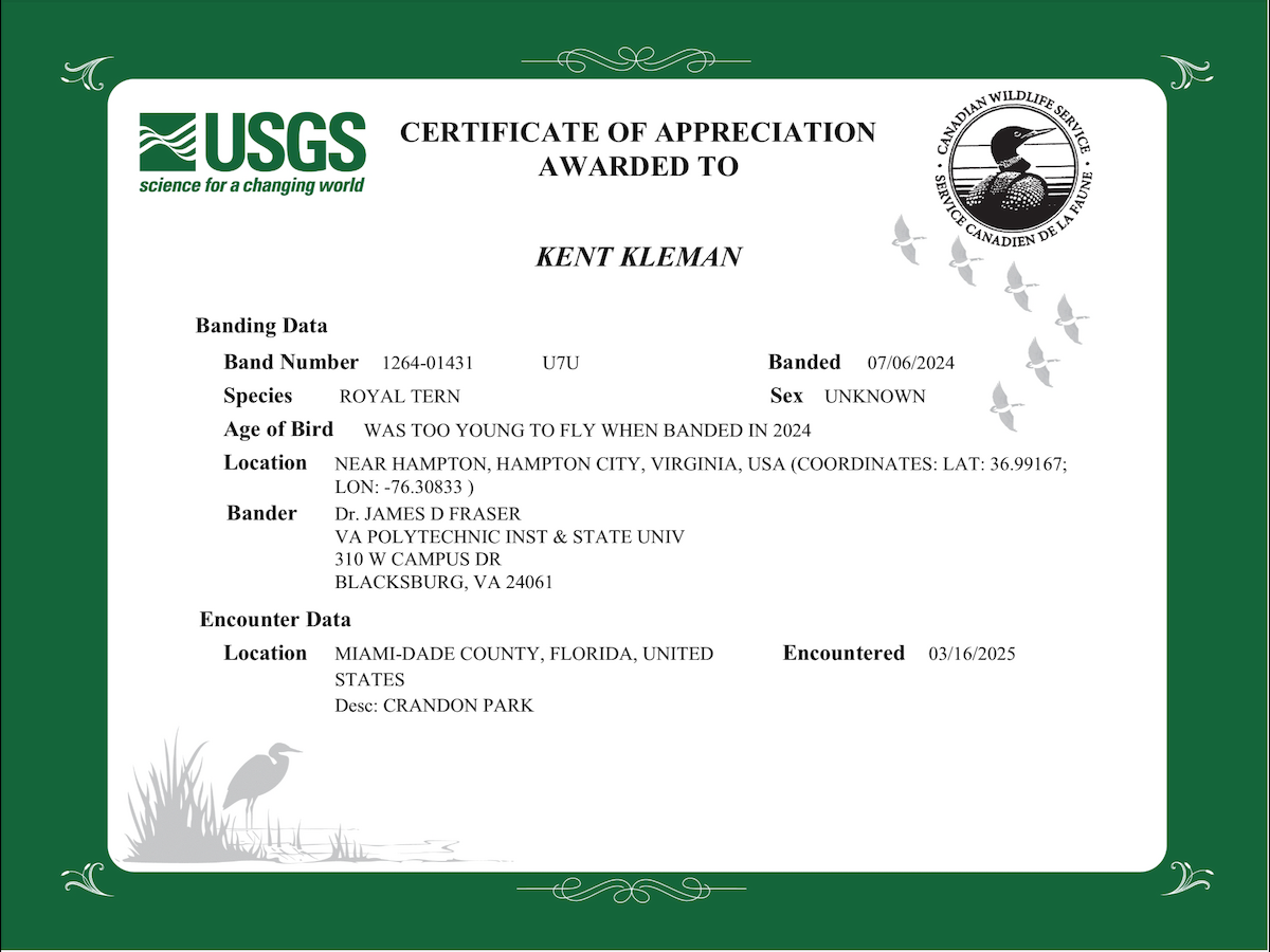 Royal Tern - ML646330254