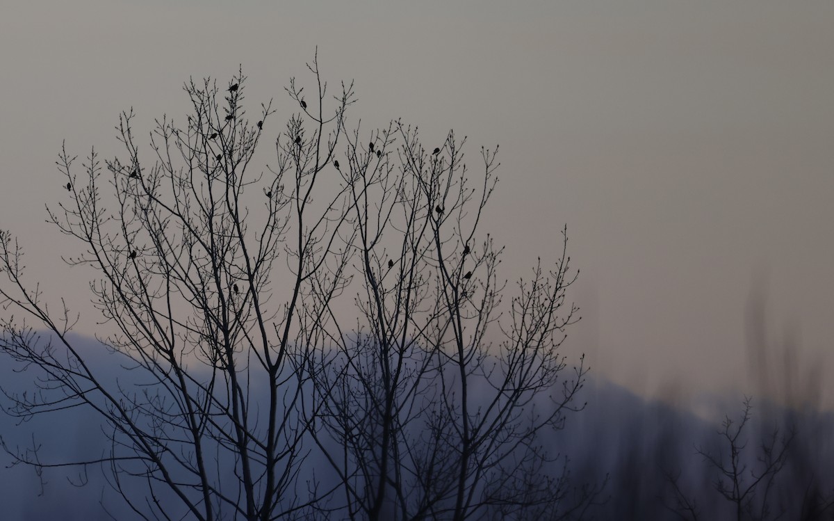 American Robin - ML646330255