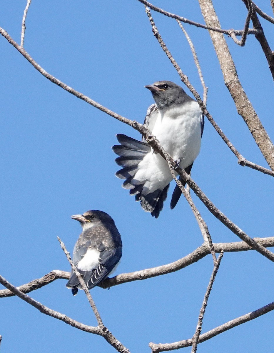 White-breasted Woodswallow - ML646330261