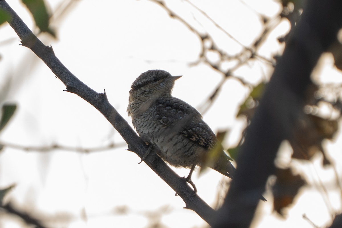 Eurasian Wryneck - ML646330268