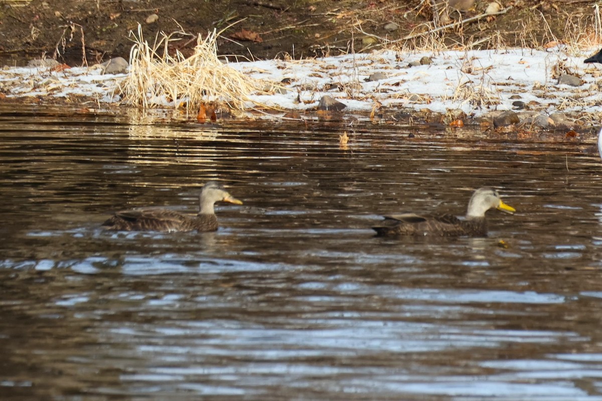 American Black Duck - ML646330269