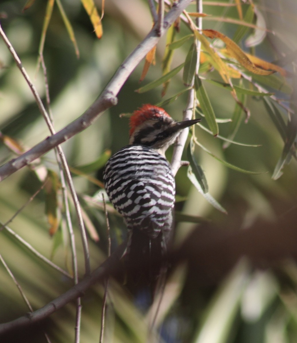 Ladder-backed Woodpecker - ML646330270