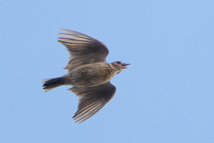Oriental Skylark - ML646330273