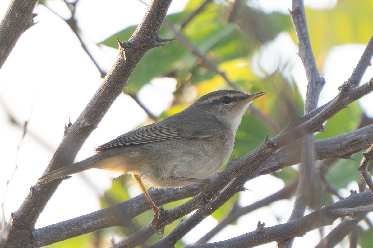 עלווית כהה - ML646330275