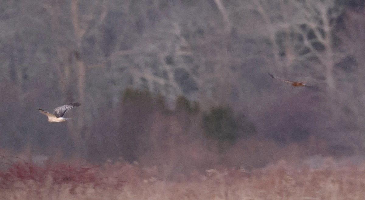 Northern Harrier - ML646330277