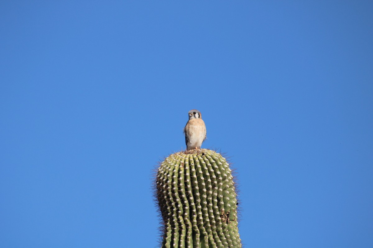 American Kestrel - ML646330278