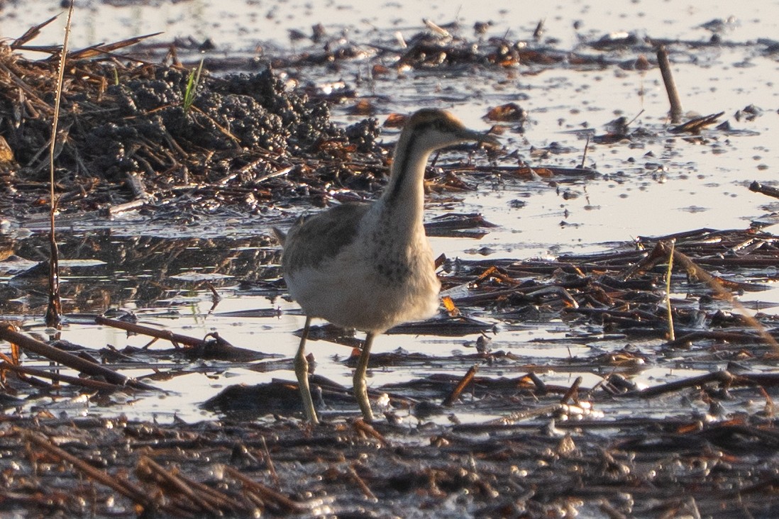 Sülün Kuyruklu Jakana - ML646330291