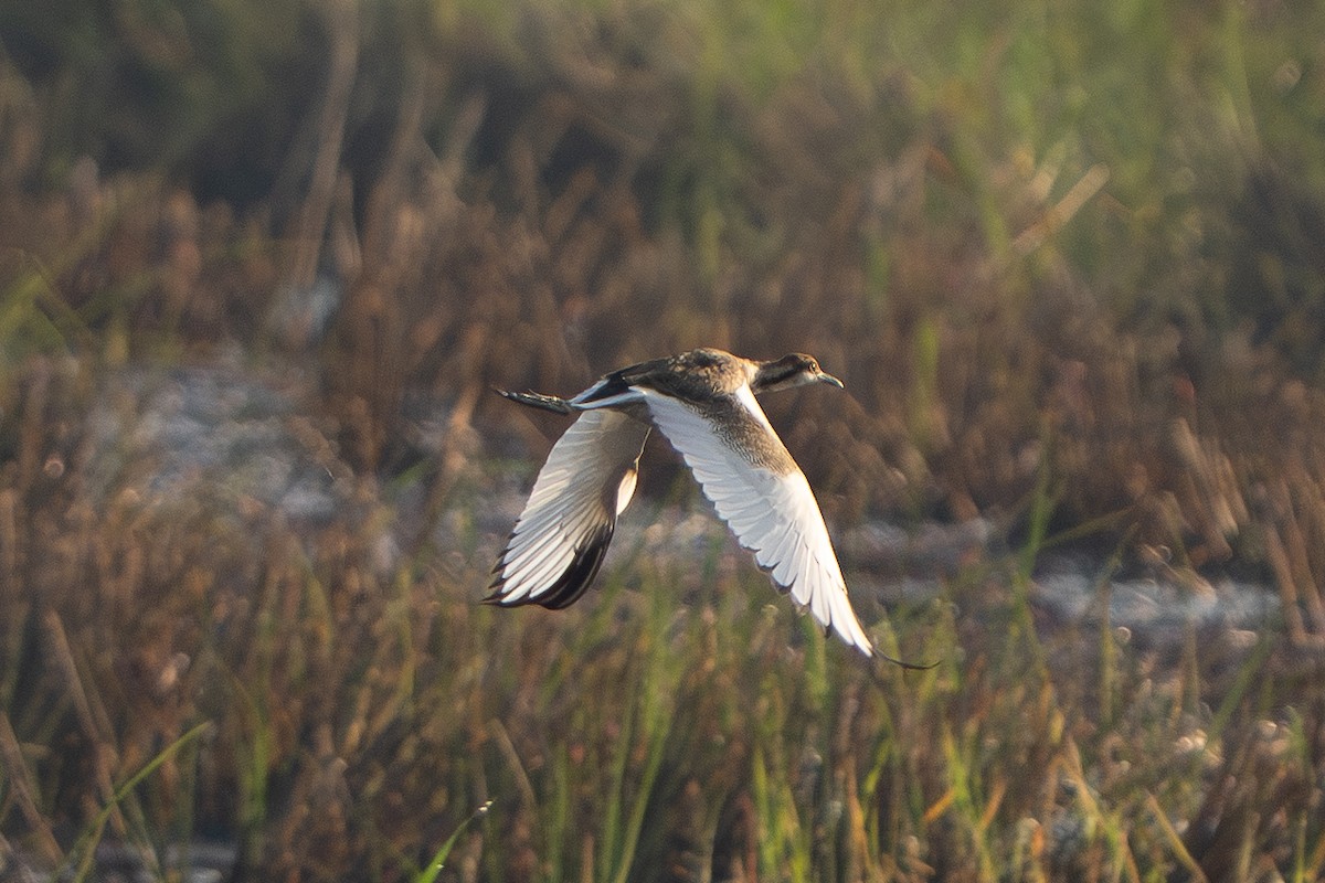 Sülün Kuyruklu Jakana - ML646330292