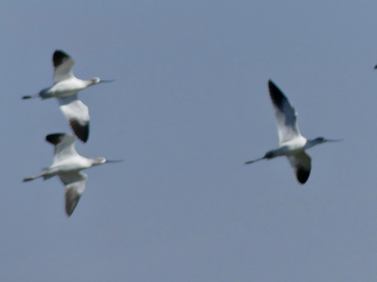 American Avocet - ML646330293