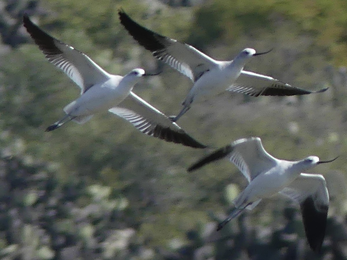 American Avocet - ML646330294