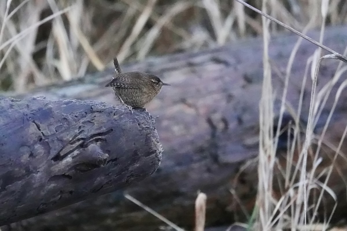 Pacific Wren - ML646330301