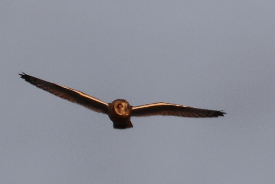 コミミズク（flammeus） - ML646330307