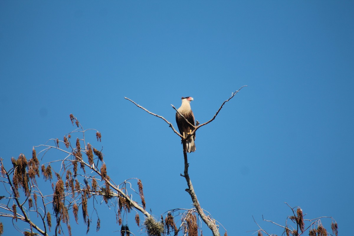Caracara huppé (cheriway) - ML646330309