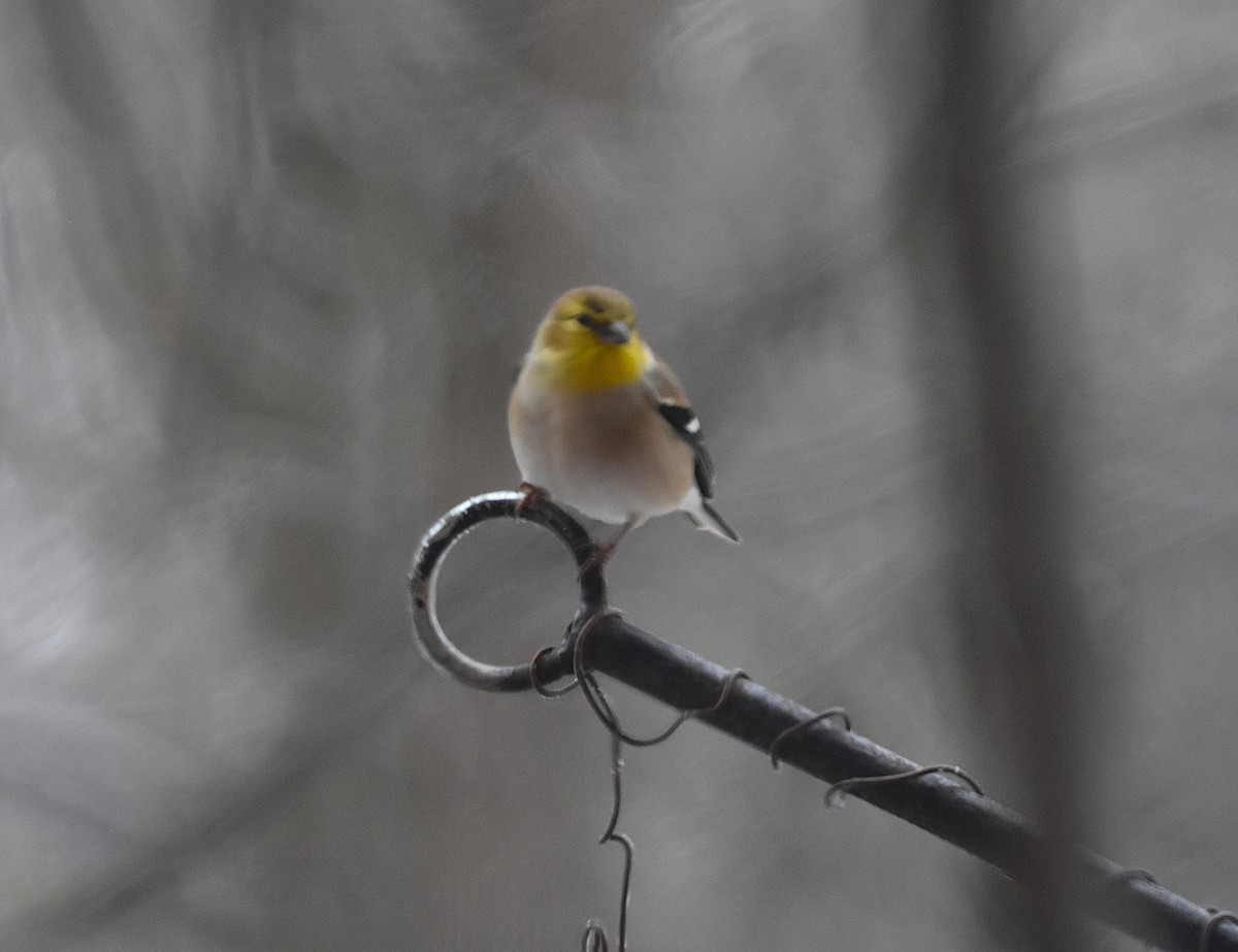 American Goldfinch - ML646330315