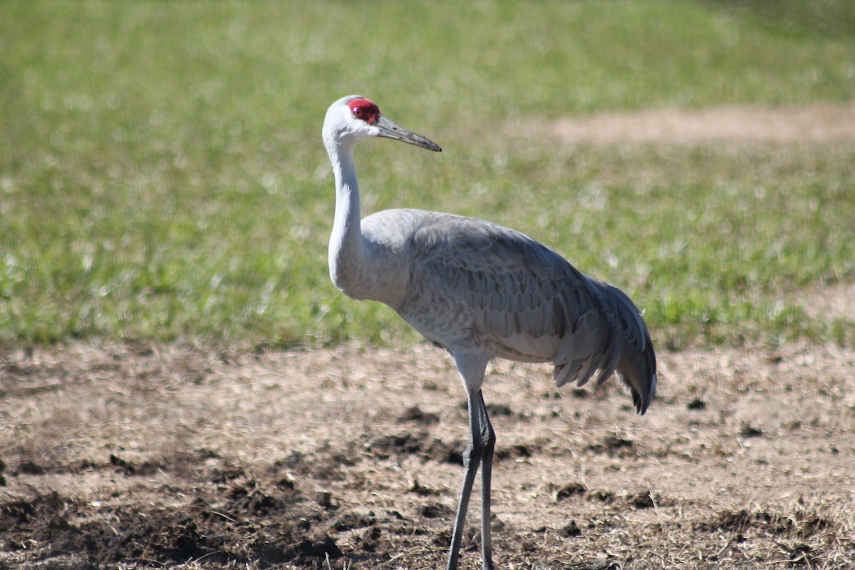 Sandhill Crane - ML646330320