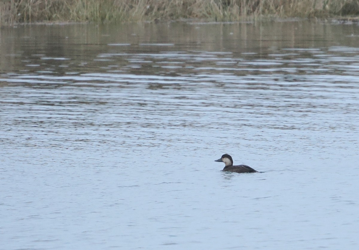 amerikasvartand - ML646330325