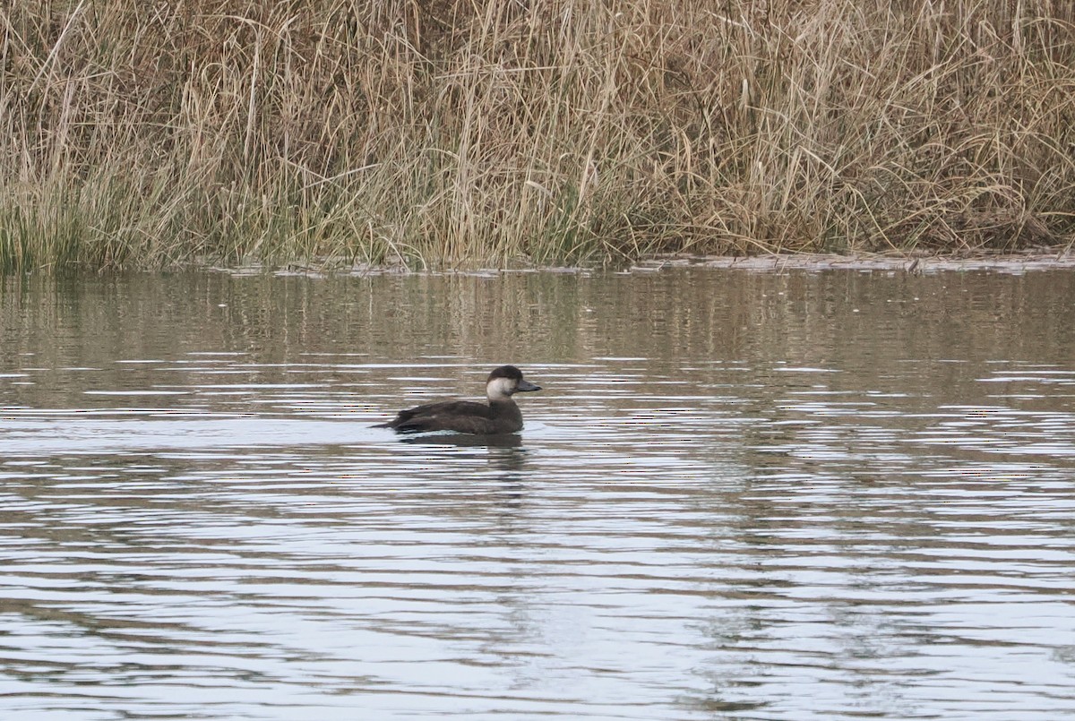 amerikasvartand - ML646330326