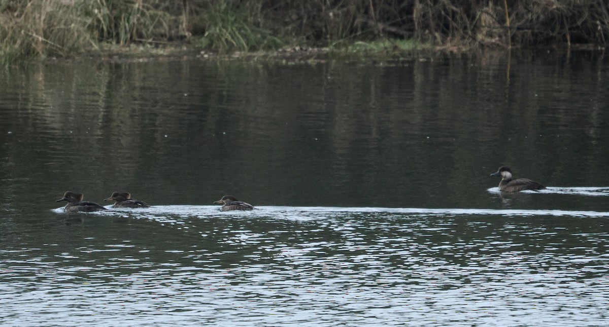 amerikasvartand - ML646330327