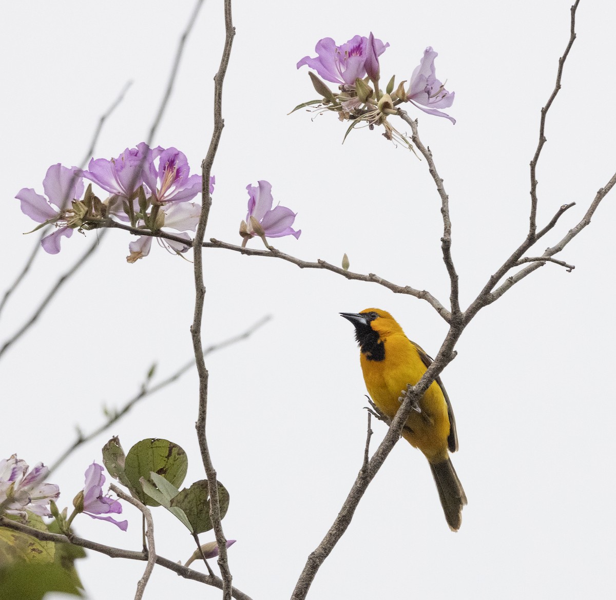 Hooded Oriole - ML646330333